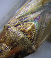 Nysius helveticus