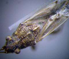 Nysius helveticus