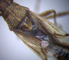 Nysius helveticus