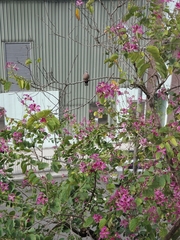 Bauhinia