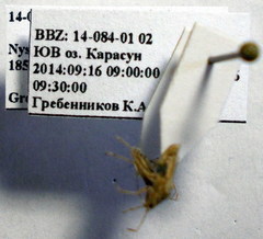 Nysius helveticus