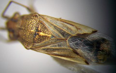 Nysius helveticus