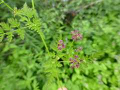 Chaerophyllum villosum