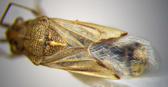 Nysius helveticus