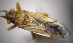 Nysius helveticus