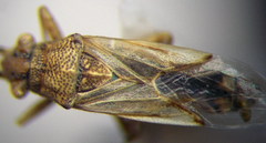 Nysius helveticus