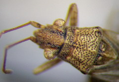 Nysius helveticus
