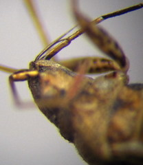 Nysius helveticus
