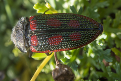 Stigmodera cancellata