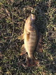 Serranochromis angusticeps
