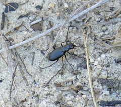 Cicindela nigrior
