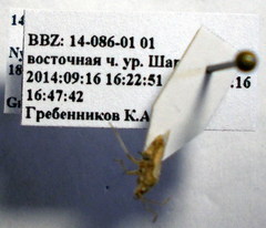 Nysius helveticus