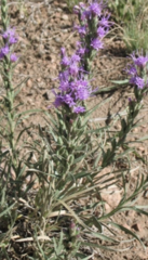 Liatris punctata nebraskana