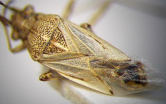 Nysius helveticus