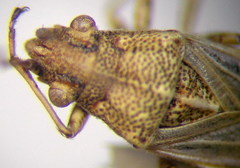 Nysius helveticus