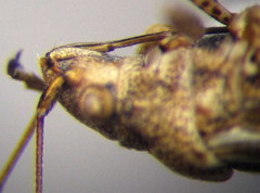 Nysius helveticus