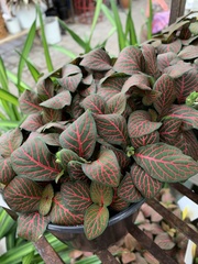 Fittonia
