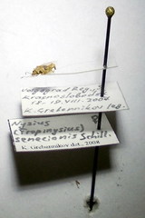 Nysius senecionis