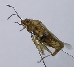 Nysius senecionis