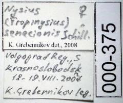 Nysius senecionis