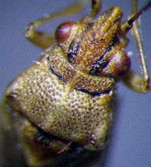 Nysius senecionis