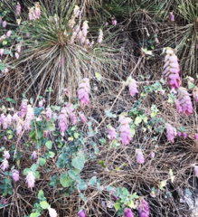 Origanum libanoticum