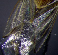 Nysius senecionis
