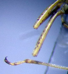 Nysius senecionis