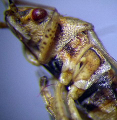 Nysius senecionis