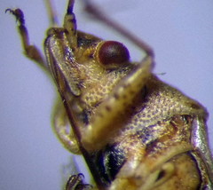 Nysius senecionis