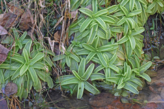 Pinguicula primuliflora