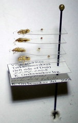 Nysius senecionis