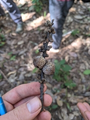 Lithocarpus fenestratus