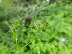 Chaerophyllum villosum