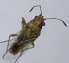 Nysius senecionis