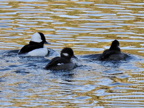 Bufflehead photographed in New Mexico