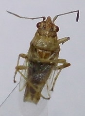 Nysius senecionis