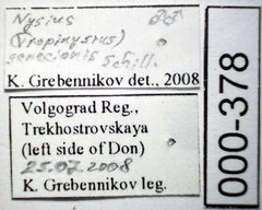 Nysius senecionis