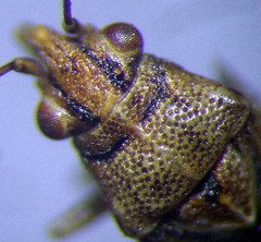 Nysius senecionis