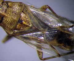 Nysius senecionis
