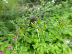 Chaerophyllum villosum