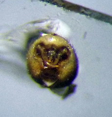 Nysius senecionis