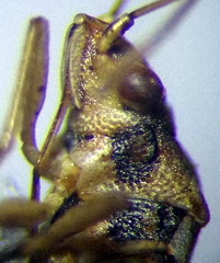 Nysius senecionis