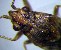 Nysius senecionis