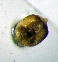 Nysius senecionis