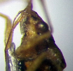 Nysius senecionis