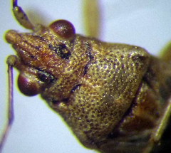 Nysius senecionis