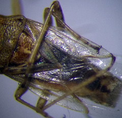 Nysius senecionis