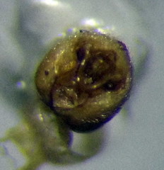 Nysius senecionis