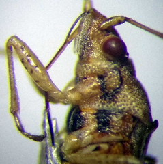 Nysius senecionis
